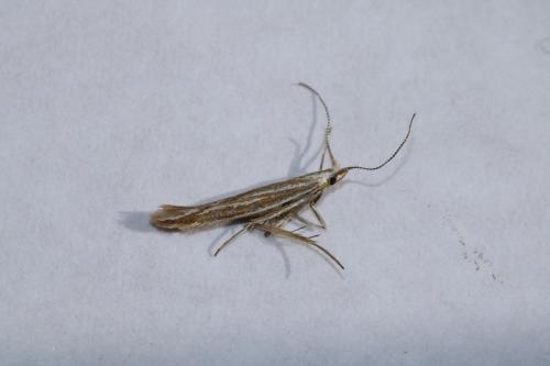 Coleophora sp.